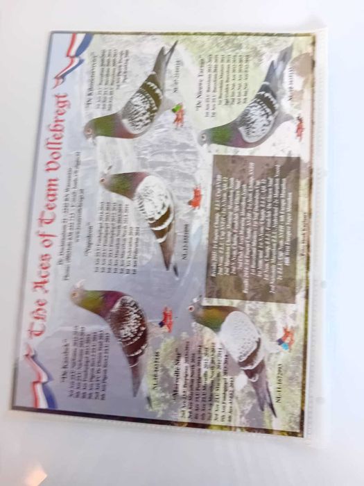 Vand porumbei din matca
