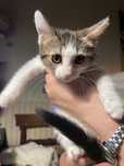 Adoptie: Pisicuta Alba-Tigrat