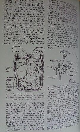 Black's medical dictionary