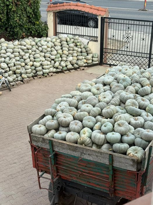 Dovleci dovleci dovleci