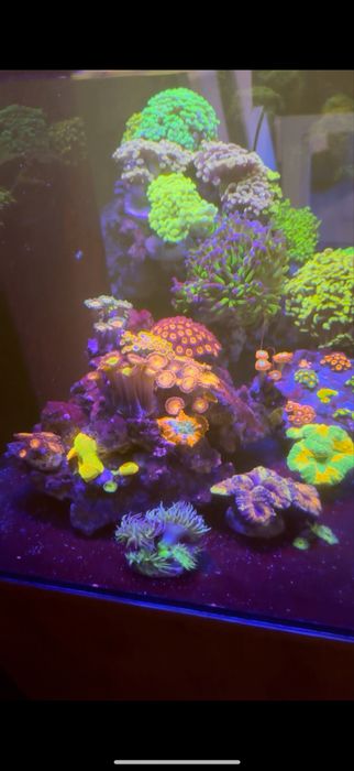 Морские аквариумы , Обслуживание морских аквариумов