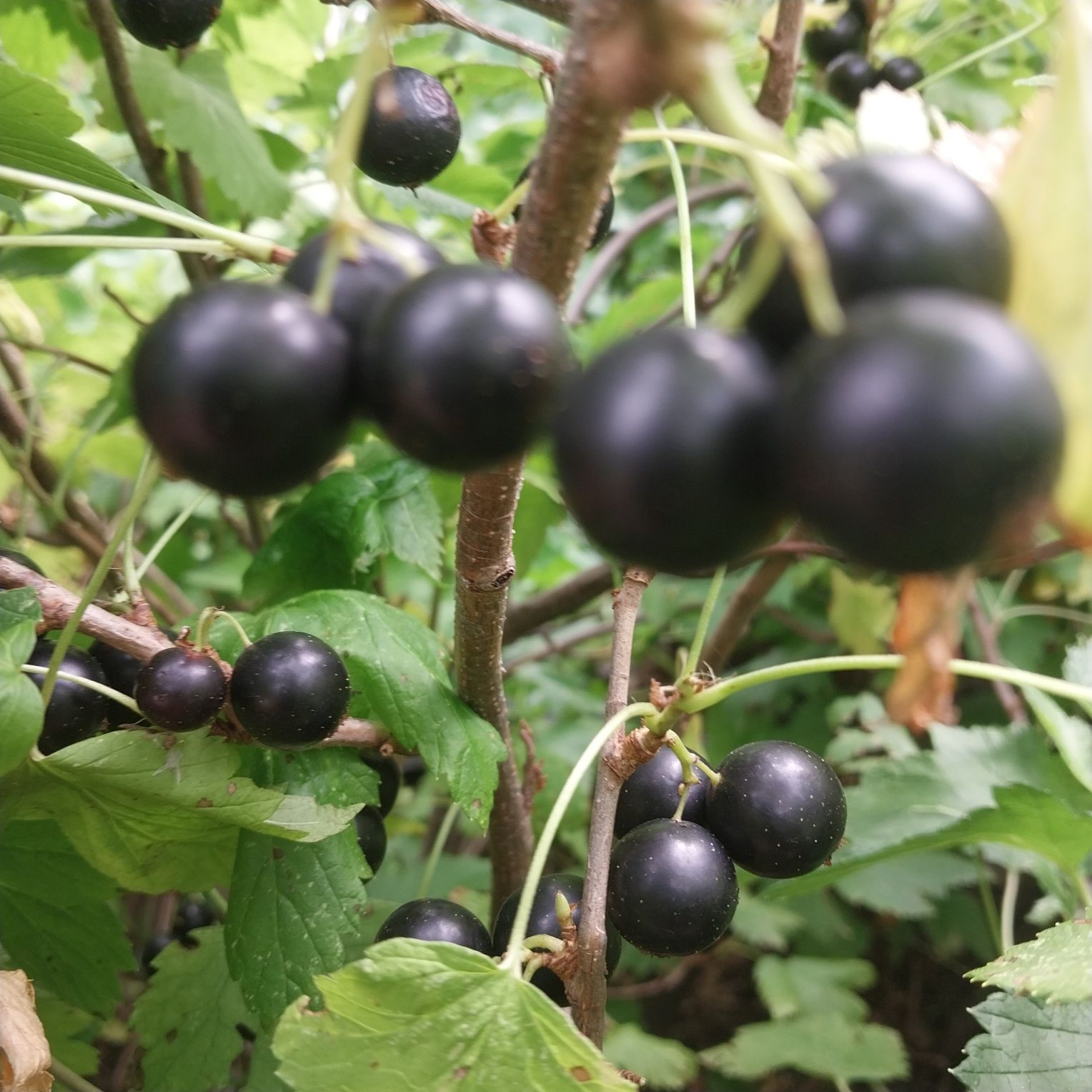 Продам черную смородину