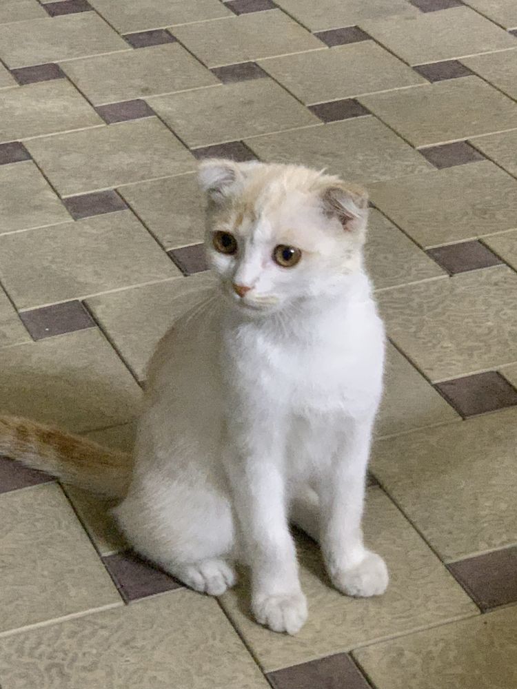 Кошка веслоухая шотландский Уйга органган