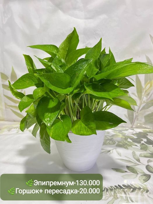 Пахира, Сизигиум, Эпипремнум, Хамедорея,  и др