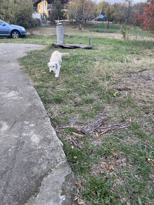 Ofer spre adoptie 4 căței. Sunt jucausi si nu sunt pretentiosi