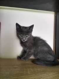 Дымчато-серый котик.
