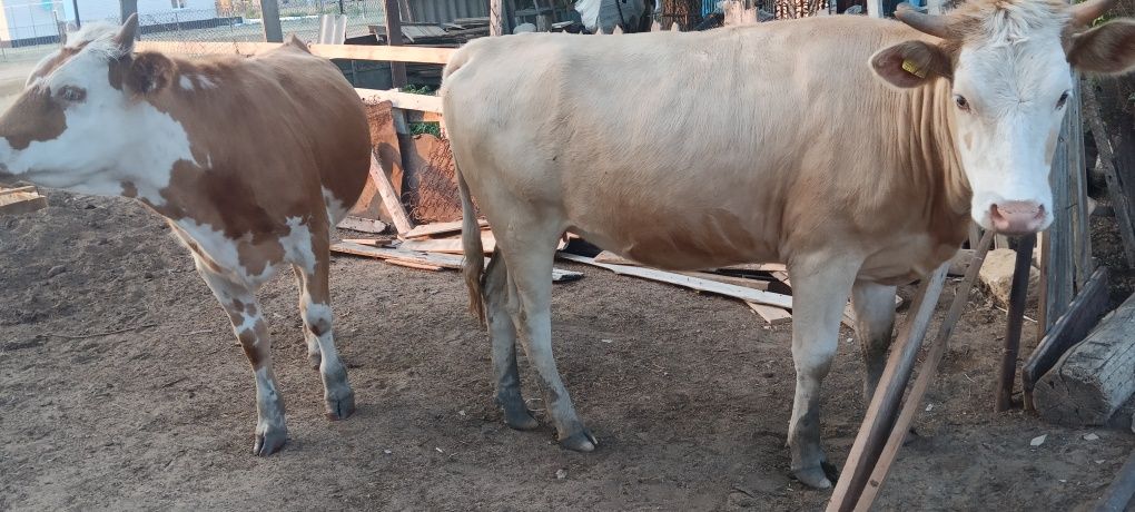 Продам телок  полторашек