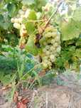 Struguii de vin cu transport la domiciliul
