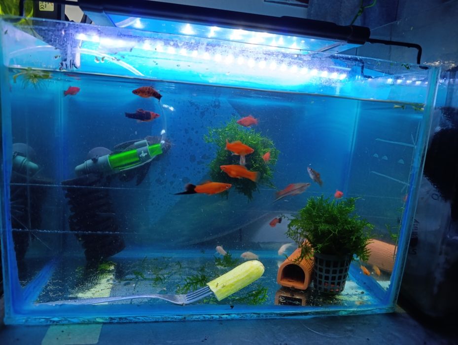 Accesorii,grote, ornamente pești ancistrus,xipho