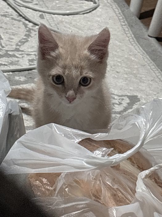 Котенок мальчик ищет заботливого хозяина