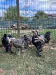 Familie Brahma herminat închis