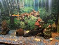 Acvariu 250L + accesorii + pesti
