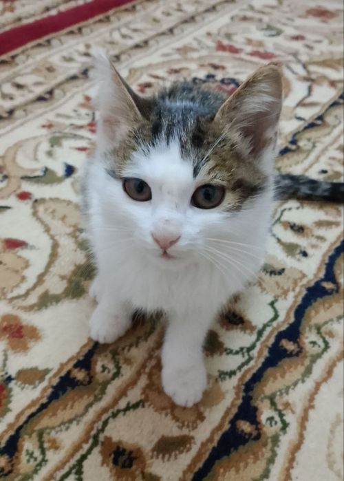 Котёнок, отдам даром в хорошие руки