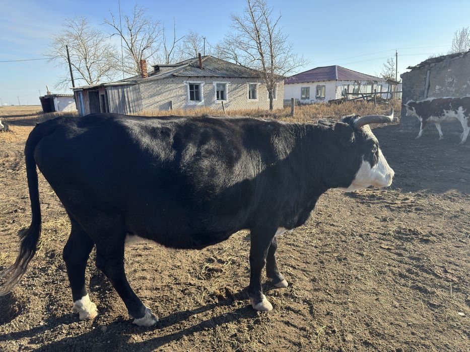 Сиыр сатылады , Продается корова