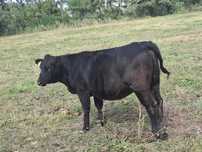 Vând vitică angus carne
