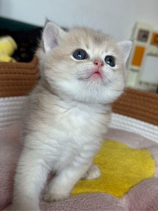 British shorthair Mascul