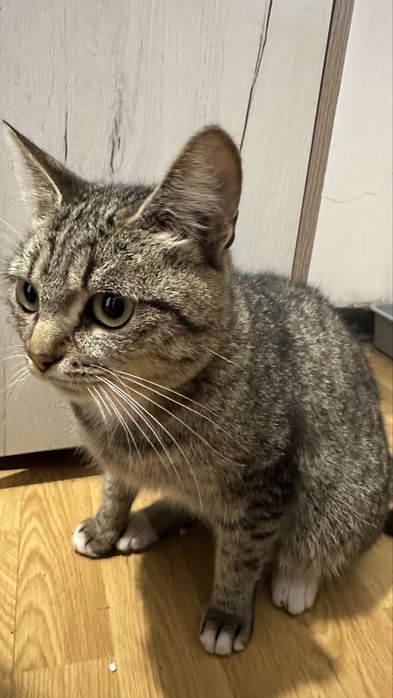 Отдам в хорошие руки кошку и/или котенка