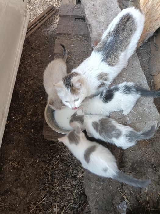 Дарю котят(крысыловы)