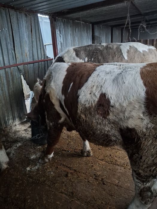 Быки с откорма,возраст 1.6 симментал и 2 белоголовых