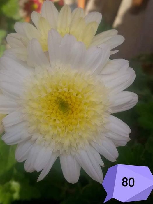 Хризантеми -7лв.бр.