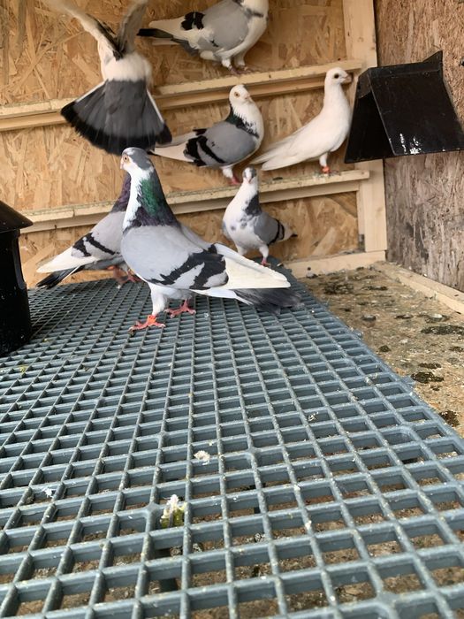 Jucătorii Gălățenii