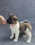 Pui Akita American