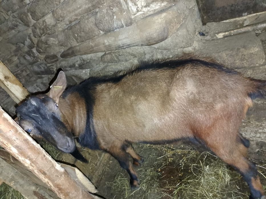 Țap alpin francez