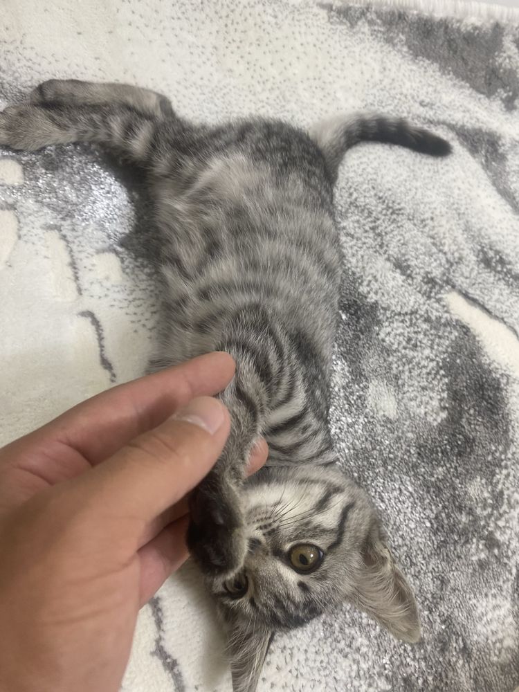 Бесплатно кошка 1