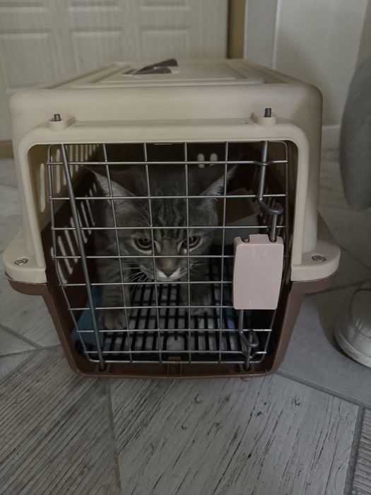 Кот взрослый породистый