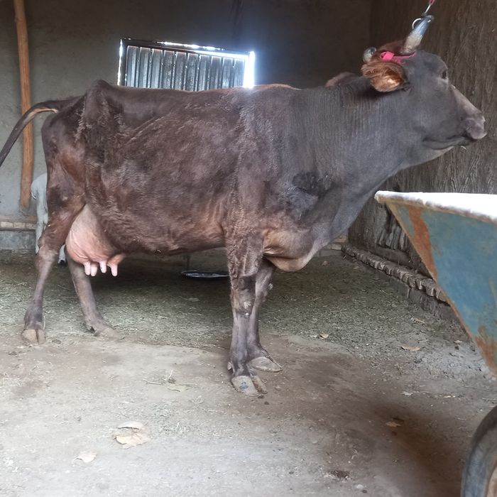 Ona bola sigir sotiladi