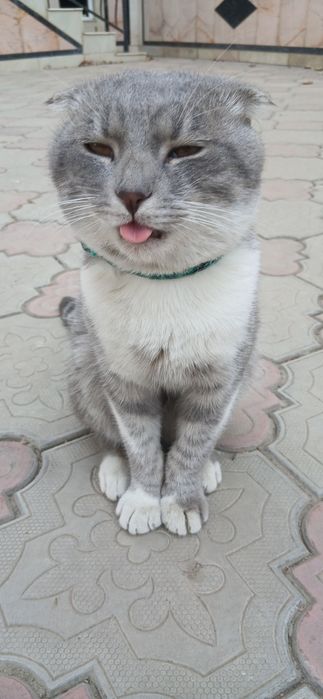 Erkak Scottish Fold
