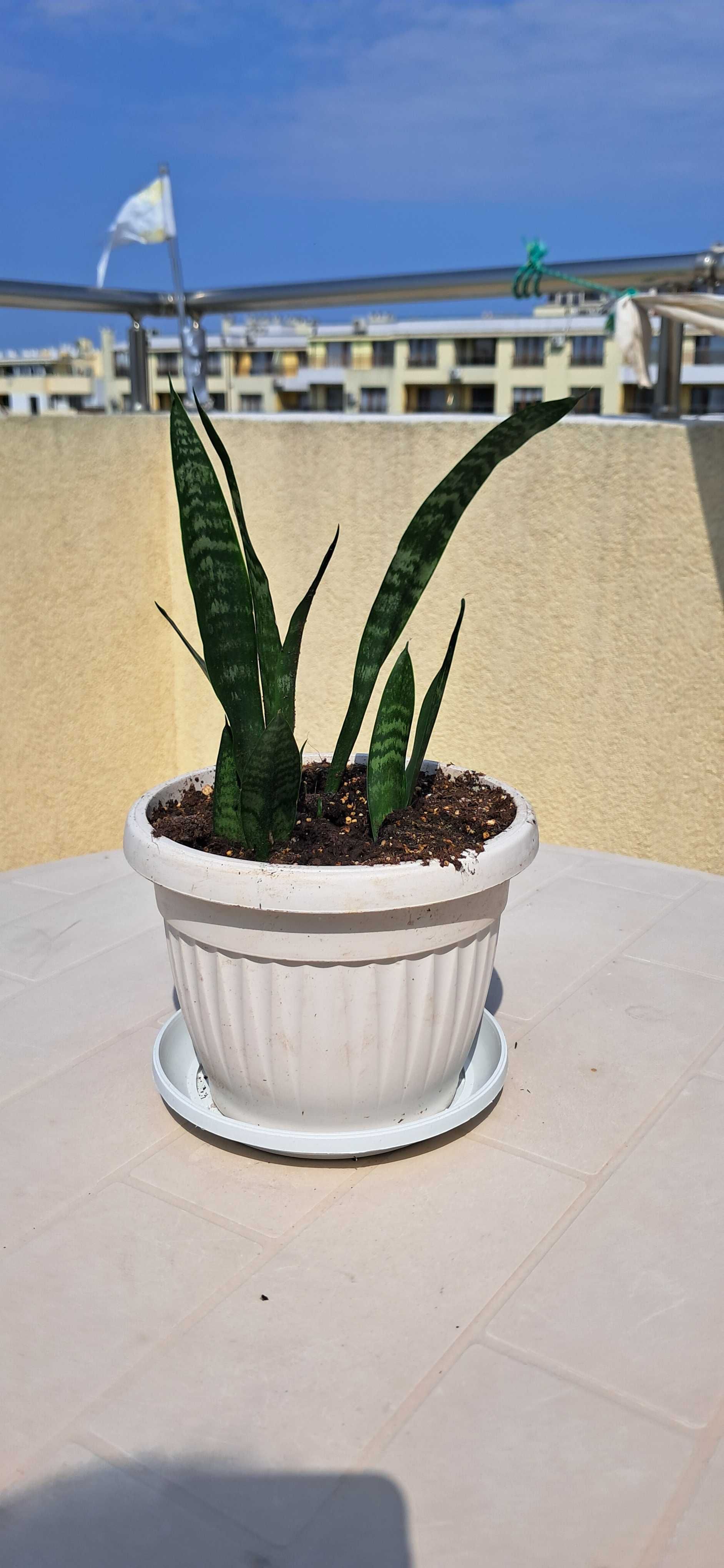 Сансевиера, Snake plant