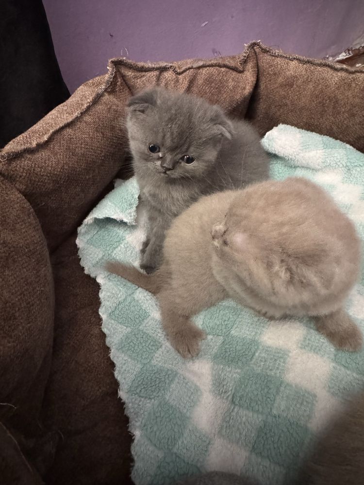Скотиш фолд веслоушки