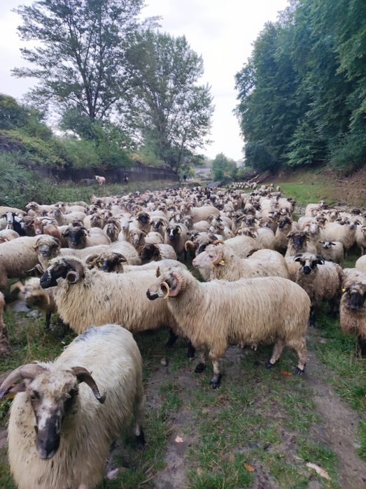 Oi grase de vânzare