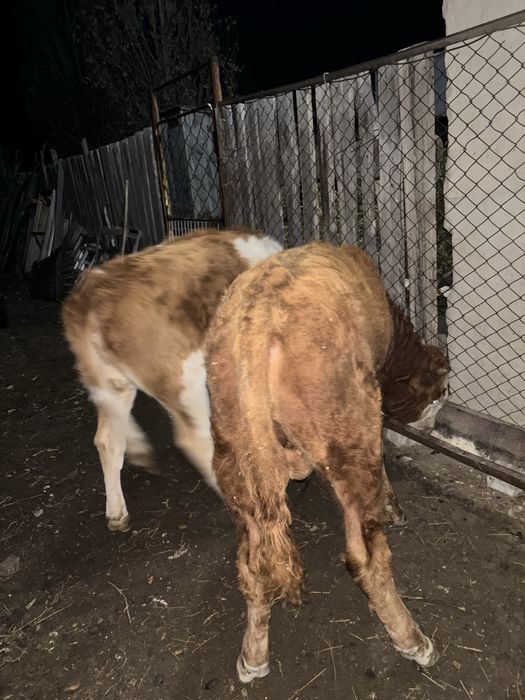 Продам телят подсосных 8 месяцев