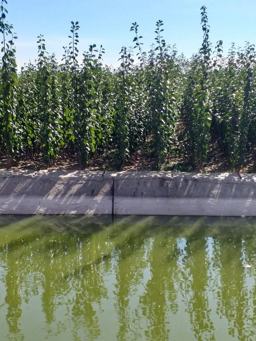 Pomi fructiferi diferite soiuri disponibili Simburesti olt!