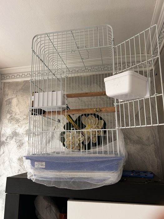 Micul alexandru papagal vorbitor