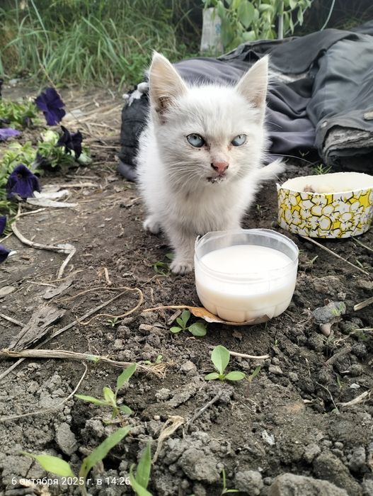 Кошка маленькая заберите её пажалуста