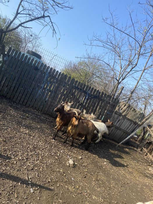 Vand capre de rasa si 2 tapi castrati de anul asta
