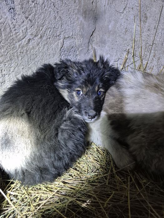 Бордер коли +мини ауси породисая