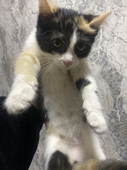 Mushuk bolasi 4 oylik. Hadiya