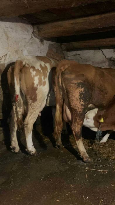 Vând 4 vaci baltate românești dintre care una are o vitea