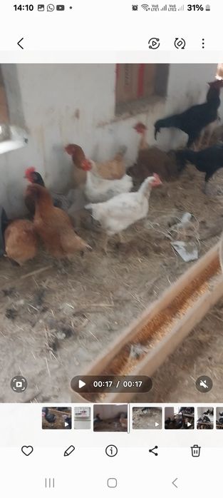 Продоется куры домашние