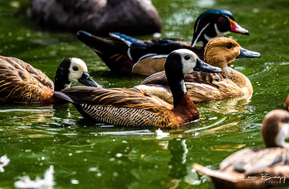 Vând rate, lebede, gâște, păsări exotice