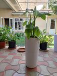 Maktab uy ofis uchun ideal gul aglanema