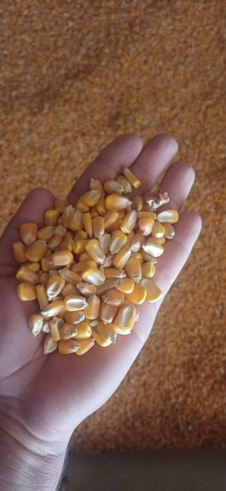 Макка жохори сотилади