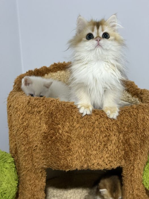 На продаже золотая шиншилла девочка