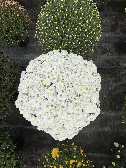 Crizanteme de vanzare