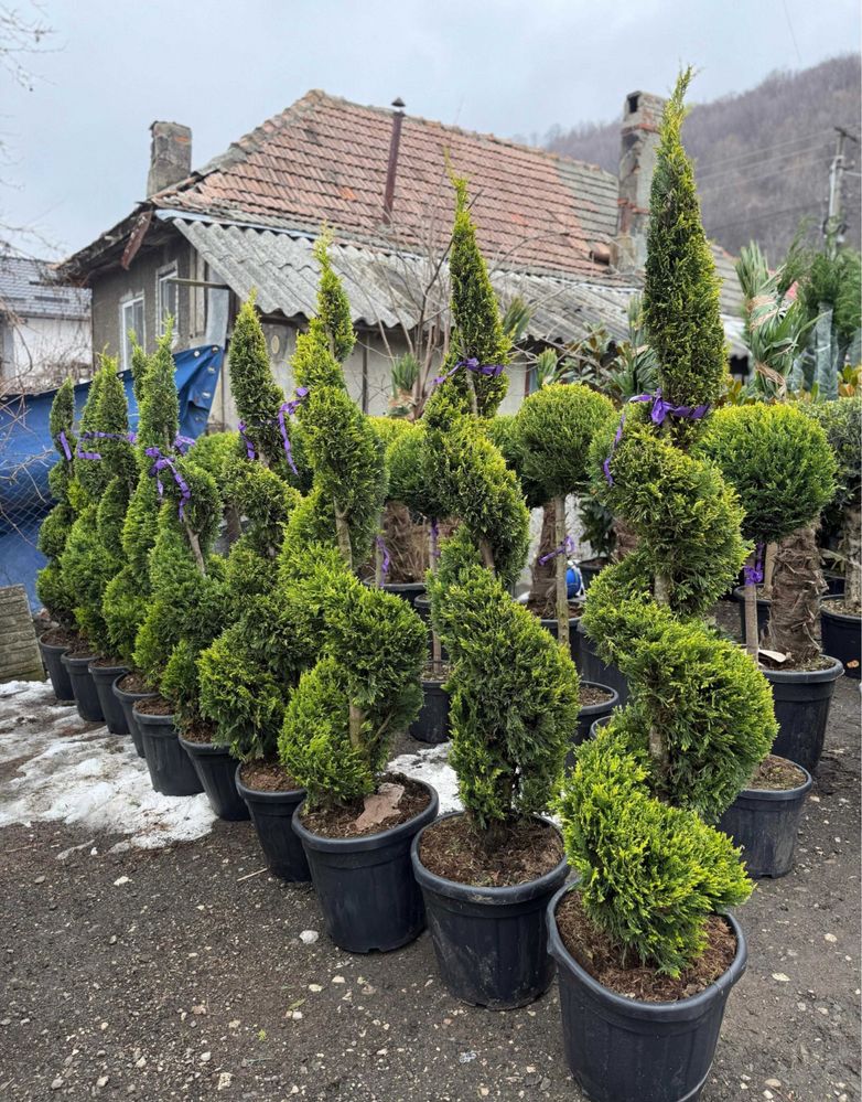 Plante ornamentale