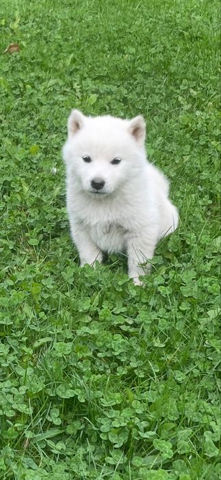 Pui Akita Inu alb